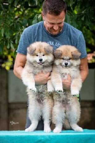 dugodlaki-akita-inu-big-3