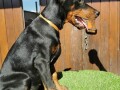 stenci-dobermana-small-2