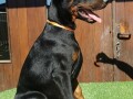 stenci-dobermana-small-4