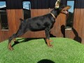 stenci-dobermana-small-1