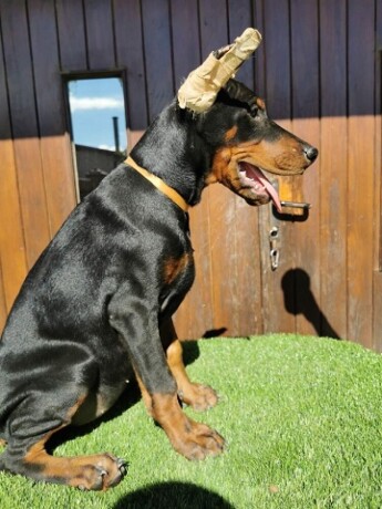 stenci-dobermana-big-2