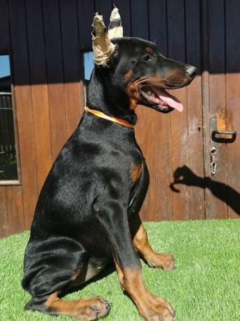 stenci-dobermana-big-4