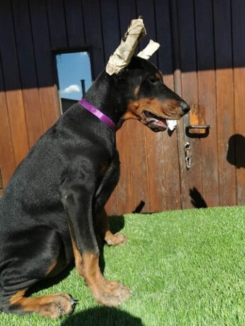 stenci-dobermana-big-3