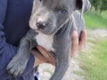 american-pitbull-terrier-blue-nose-na-prodaju-small-3