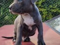 american-pitbull-terrier-blue-nose-na-prodaju-small-2
