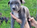 american-pitbull-terrier-blue-nose-na-prodaju-small-4
