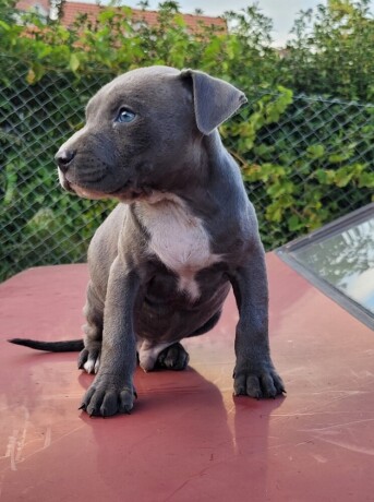 american-pitbull-terrier-blue-nose-na-prodaju-big-2