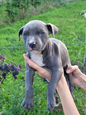 american-pitbull-terrier-blue-nose-na-prodaju-big-4