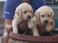 labrador-retriver-small-3