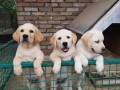 labrador-retriver-small-1