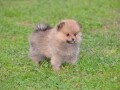 pomeranski-spic-small-0