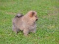 pomeranski-spic-small-2