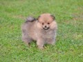 pomeranski-spic-small-1