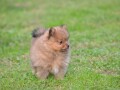 pomeranski-spic-small-4