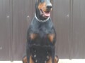 doberman-stenci-small-2