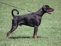 doberman-stenci-small-1