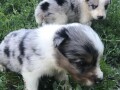 border-collie-stenci-na-prodaju-small-2