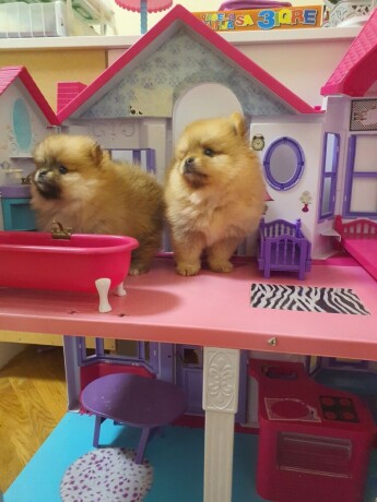 pomeranac-stene-big-3