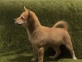 shiba-inu-stenci-small-0