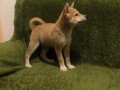 shiba-inu-stenci-small-2