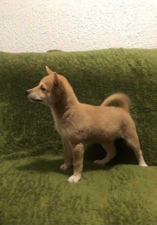 shiba-inu-stenci-big-0