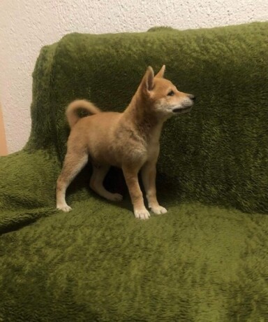 shiba-inu-stenci-big-2