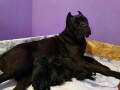 cane-corso-cistokrvni-stenci-small-4