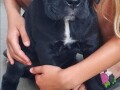 cane-corso-cistokrvni-stenci-small-2