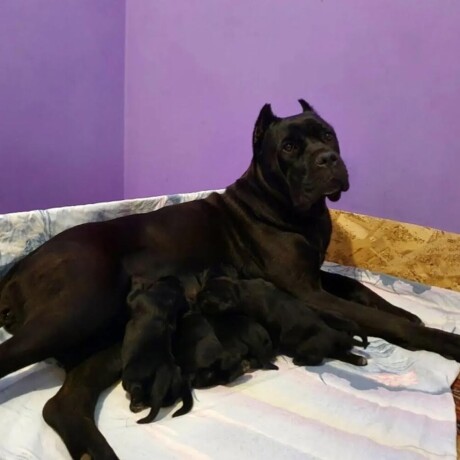 cane-corso-cistokrvni-stenci-big-4