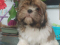 shih-tzu-dva-malena-lavica-small-4