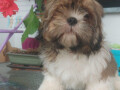 shih-tzu-dva-malena-lavica-small-1