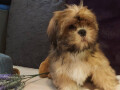 shih-tzu-dva-malena-lavica-small-0