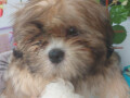 shih-tzu-dva-malena-lavica-small-2