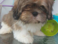 shih-tzu-dva-malena-lavica-small-3