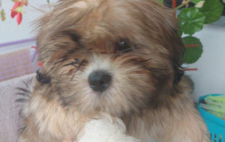 shih-tzu-dva-malena-lavica-big-2