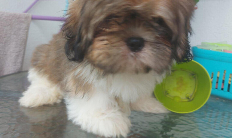 shih-tzu-dva-malena-lavica-big-3