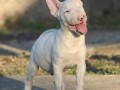 mini-bull-terijer-small-4