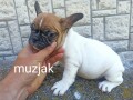 francuski-buldog-small-2