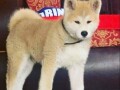 japanska-akita-inu-small-0