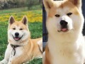 japanska-akita-inu-small-3