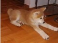 japanska-akita-inu-small-1