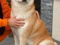 japanska-akita-inu-small-2