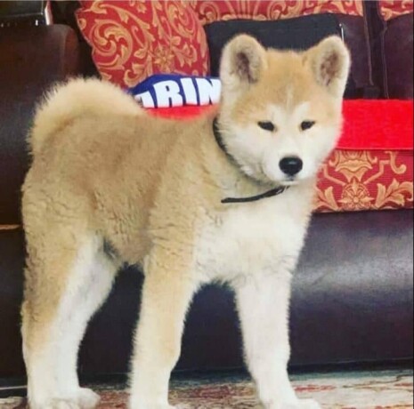 japanska-akita-inu-big-0