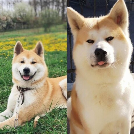 japanska-akita-inu-big-3