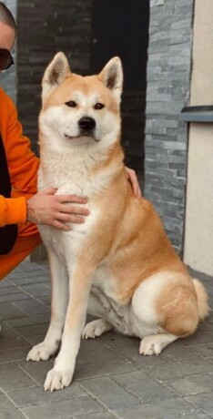 japanska-akita-inu-big-2