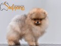 pomeranac-boo-cistokrvnistenci-pomeranaca-small-0