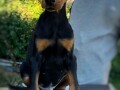 stenci-dobermana-small-1