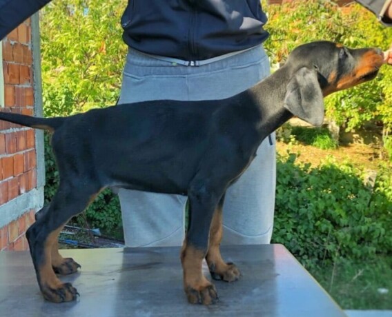 stenci-dobermana-big-2