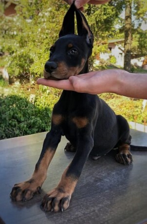 stenci-dobermana-big-3