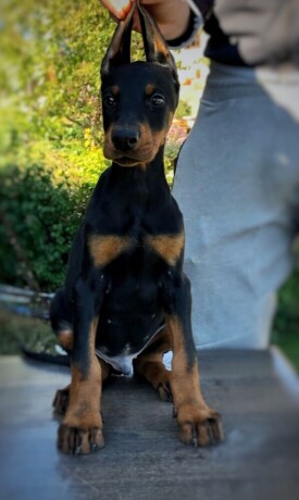 stenci-dobermana-big-1